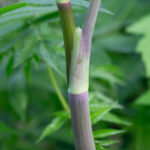 Water Hemlock Stem