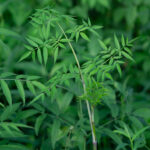 Water Hemlock Stem And Leaves