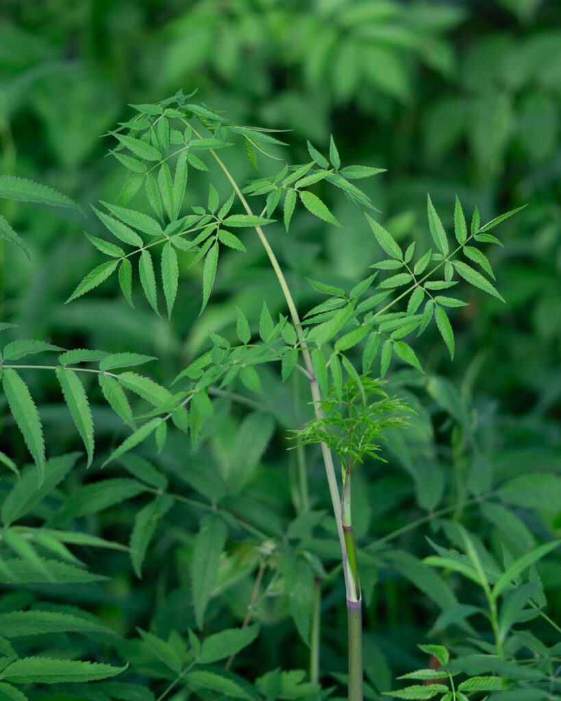 Water Hemlock Stem And Leaves